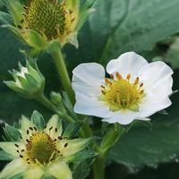 イチゴ,ガーデニング,ネコ好き,白い花,イチゴ狩りの画像