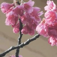 クリスマスローズ,スミレ,ミツマタ,寒緋桜,カンヒザクラの画像