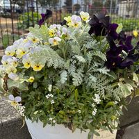 名無しのビオラ,寄せ植え,花のある暮らし,切り戻し,❤️いいね、ありがとうの画像