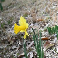 ラッパスイセン,復活,花言葉,山野草,ビタミンカラーの画像