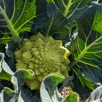 ロマネスコの画像