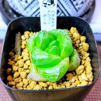 ハオルチア,ハオルチア オブツーサ,多肉植物,ハオルチア属,多肉大好きの画像