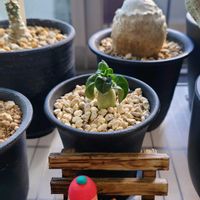 アデニウム,多肉植物,観葉植物,塊根植物の画像