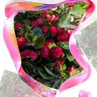 チェッカーベリー,ラナンキュラスラックス,ガーデニング,花のある暮らし,小さな庭の画像