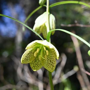 バイモ,花言葉,花散歩,うつむいて咲く花,帰化植物の画像
