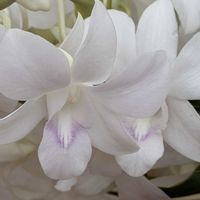 カスミソウ,デンファレ,下弦の月,3.11,祈りを込めての画像