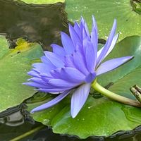 スイレン,熱帯スイレン(ニンフェア・コロラータ),熱帯スイレン(ディレクターＧＴムーア),熱帯睡蓮　ウッズブルーゴッデス,熱帯睡蓮　スター・オブ・サイアムの画像