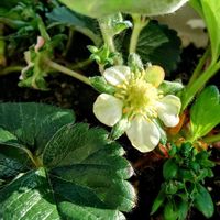 イチゴ,白い花,白いお花,白い妖精,白い恋人達の画像