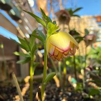 クリスマスローズ,花のある暮らし,花は癒やし♡,四季を楽しむ,世界に平和をの画像