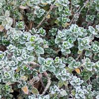 タイム,荒れ地の庭,おうち園芸の画像