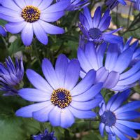 可愛い,癒される,花のある暮らし,綺麗,癒しのひと時の画像