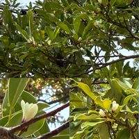 オガタマノキ,お出かけ先の画像