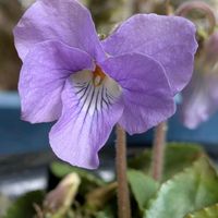 スミレ,タチツボスミレ,イワタバコ,白花イワタバコ,山野草の画像