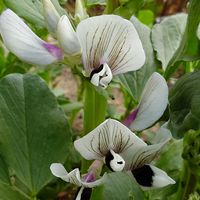 そら豆,ふきのとう,我が家の畑,実家の野菜,我が家の野菜の画像