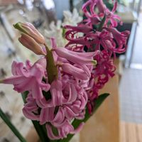 花のある暮らし,ヒヤシンス水栽培,富山支部,職場の玄関内の画像