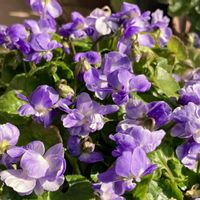 癒し,紫色の花,#ガーデニング,エクステリアの画像