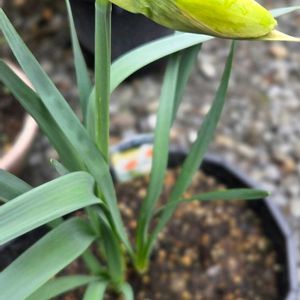 八重水仙,八重水仙,八重水仙,八重水仙,八重水仙の画像