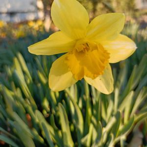 スイセン,スイセン,かわいい,開花,癒しの画像
