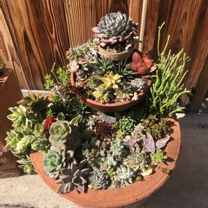 多肉植物,多肉寄せ植え,多肉大好き,お出かけ先の画像