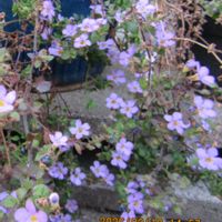 バコパ,ミチタネツケバナ,ハルノノゲシ,寄り道散歩の画像