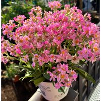 ヘリクリサム,ヘリクリサム ローズビューティー,私のお庭,千葉県北西部,マムダチ♡の画像