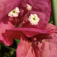 ブーゲンビリア,スマホ撮影,今を生きる,穏やかな毎日,楽しく写そう！の画像