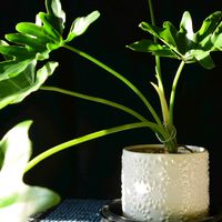 セローム,セローム,フィロデンドロン,フィンデロン・セローム,観葉植物の画像