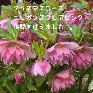 クリスマスローズ,今庭,ガーデニング,ナチュラルガーデン,手作りの画像