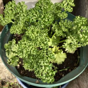 ハーブ,いつもありがとう♡,ありがとう,ハーブのある暮らし,春の訪れの画像