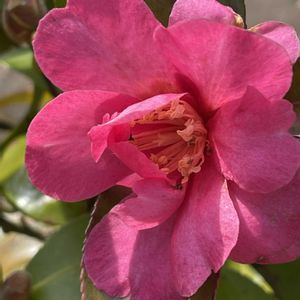 クリスマスローズ,クリスマスローズ,さざんか,さざんか,さざんかの画像