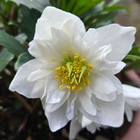 クリスマスローズ,クリスマスローズ ニゲル,クリスマスローズ ニゲル,スナップエンドウ,スナップエンドウの画像