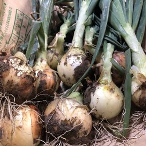 玉ねぎ,新玉ねぎの画像