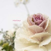 シナモン,乙女心,葉牡丹,ピレア・ペペロミオイデス,バレンシアオレンジの画像