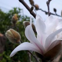 シデコブシ,ヒメコブシ,花言葉,里山散策,しあわせ運べるようにの画像