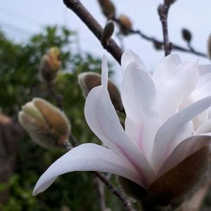 シデコブシ,ヒメコブシ,花言葉,里山散策,しあわせ運べるようにの画像