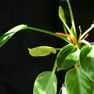 フィロデンドロン,観葉植物,ダイソー,今日のお花,お部屋の画像