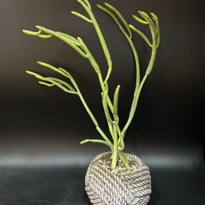 ユーフォルビア属,多肉植物,観葉植物,塊根植物,コーデックスの画像