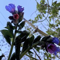 プルモナリア,PW,プルモナリアピンクアブルーの画像