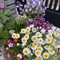 リナリア,プリムラ マラコイデス,花かんざし,オステオステルマム,雲間草 くもまぐさの画像