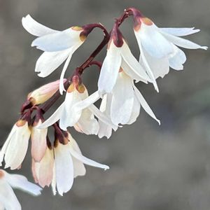 白い花,シェードガーデン,放置栽培,春の訪れ,ズボラガーデナーの画像