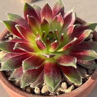 センベルビウム,祈る震災復興,わが家の多肉さん,平和な日々を願い,笑顔での画像