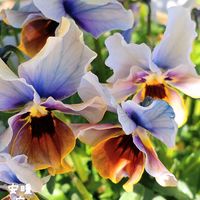 ネジバナ,ビオラ,プルモナリア,花のある暮らし,もうすぐ春の画像