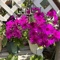 サントリー　セネッティ,お花,花のある暮らし,花好きさんと繋がりたい,セネッティの画像