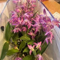 万両,ギンギアナム,つばき,由布岳。の画像