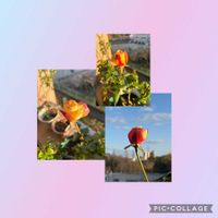 イチゴ,シュペールバルク,シュペールバルク,バラ大好き,大好きな香りの画像