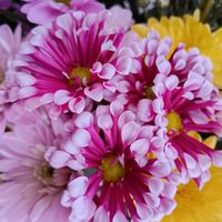 キク,仏壇の花の画像