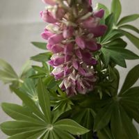 ルピナス,鉢植え,花が好き,無農薬❤家庭菜園,野菜が好きの画像