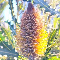 バンクシア,コーストバンクシアセイラ,バンクシア アシュビー,オーストラリア,オージープランツの画像