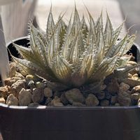 ハオルチア,ドドソン紫オブツーサ,ドドソン紫オブツーサ,コノフィツム ケネディ,コノフィツム ケネディの画像