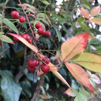 ジンチョウゲ,ナンテン,南天,沈丁花,ガーデニングの画像